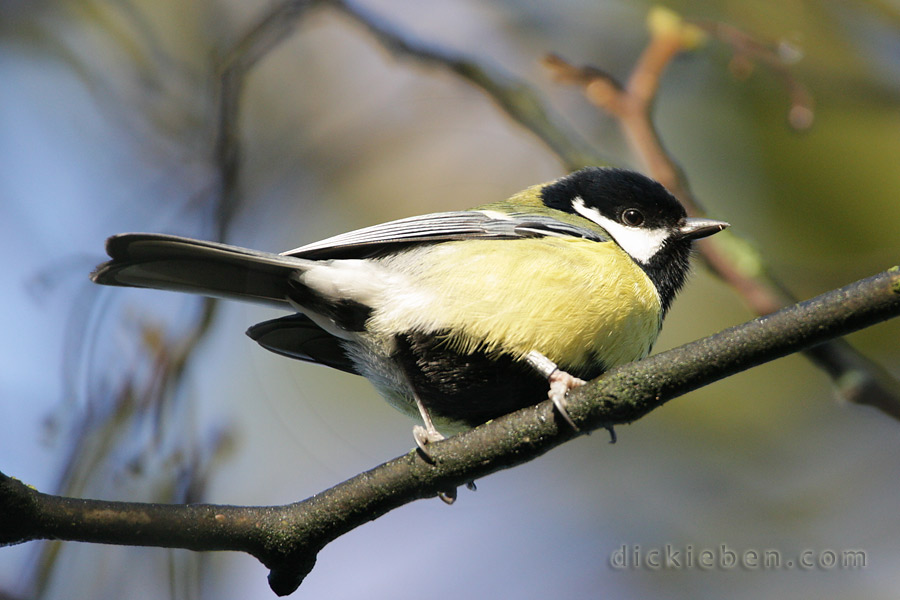 close up side-view of great tit