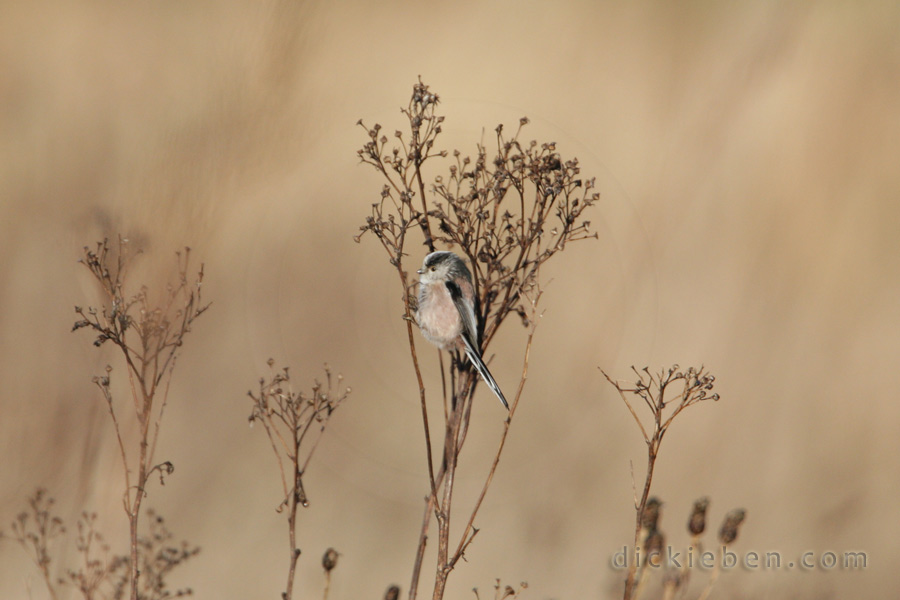 long-tailed tit on dead bush, picking off seeds