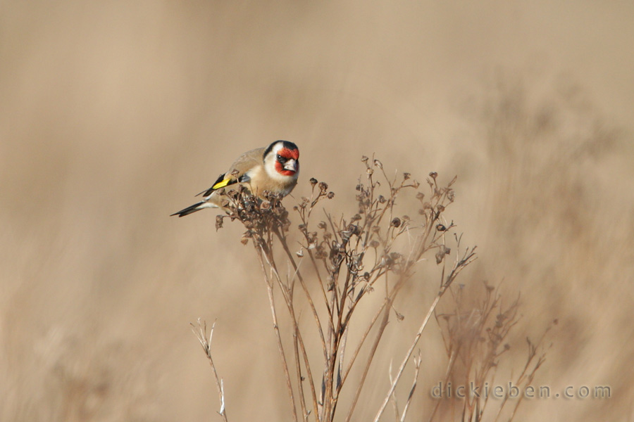 goldfinch, on dead bush, picking off seed