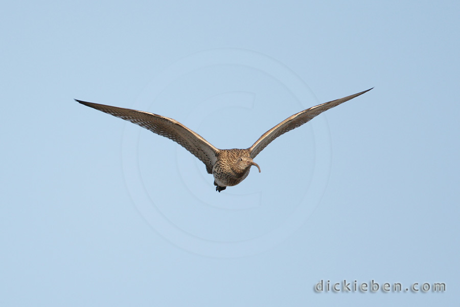 Curlew - 16:31:26, 04.03.2010