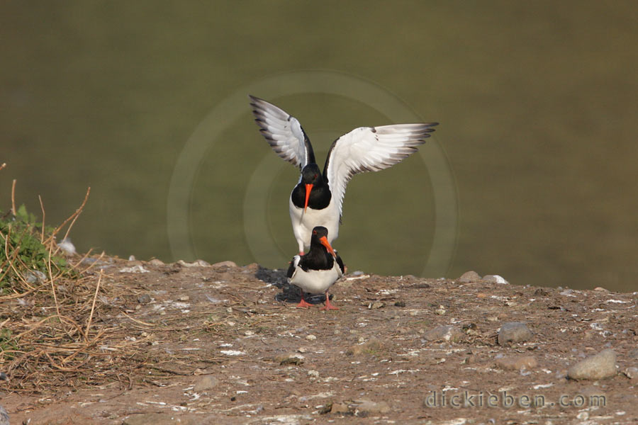 Oystercatcher, mating - 18:24:04, 16.04.2010