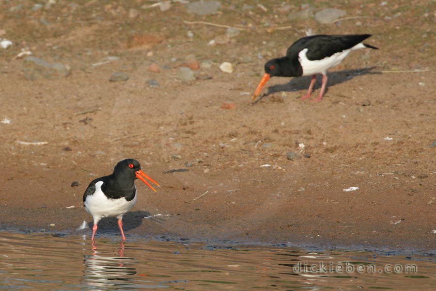 Oystercatcher, calling - 18:29:29, 16.04.2010