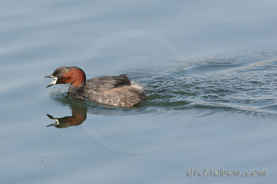 Little Grebe - 17:25:06, 16.06.2010