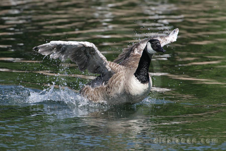 Canada Goose - 15:43:20, 21.06.2010