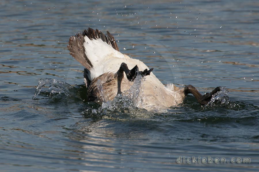 Canada Goose - 15:46:58, 21.06.2010