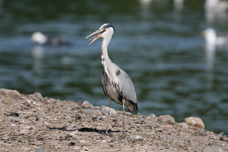 Grey Heron - 15:58:58, 21.06.2010