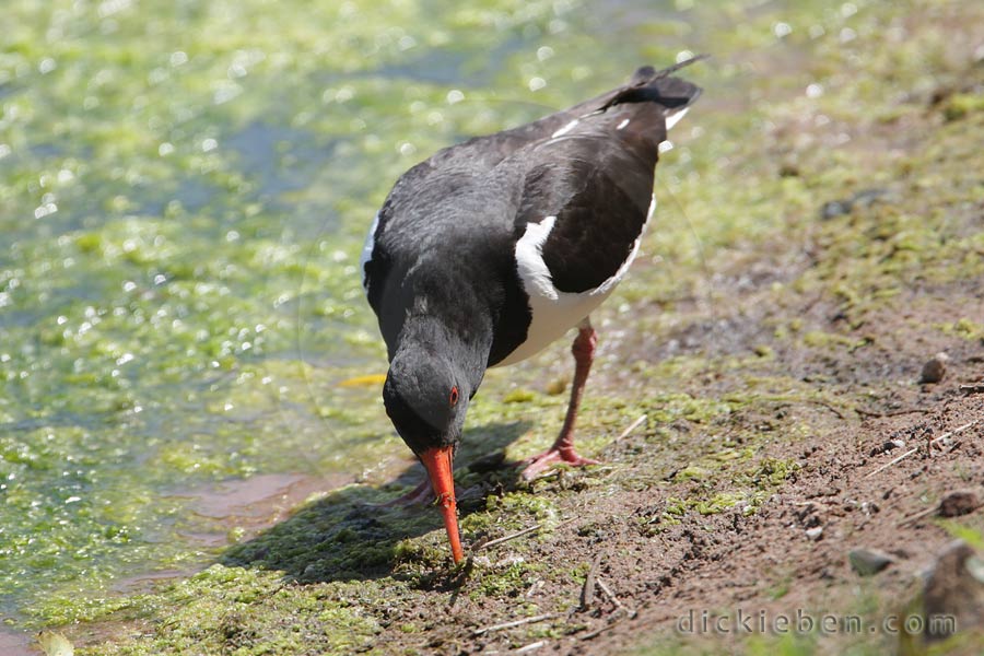 Oystercatcher - 14:24:10, 30.06.2010