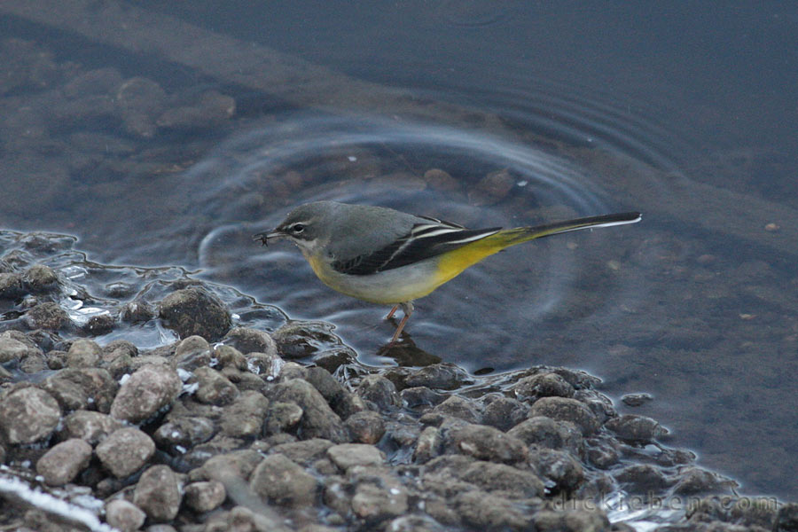 grey wagtail with insect in mouth, snow is around