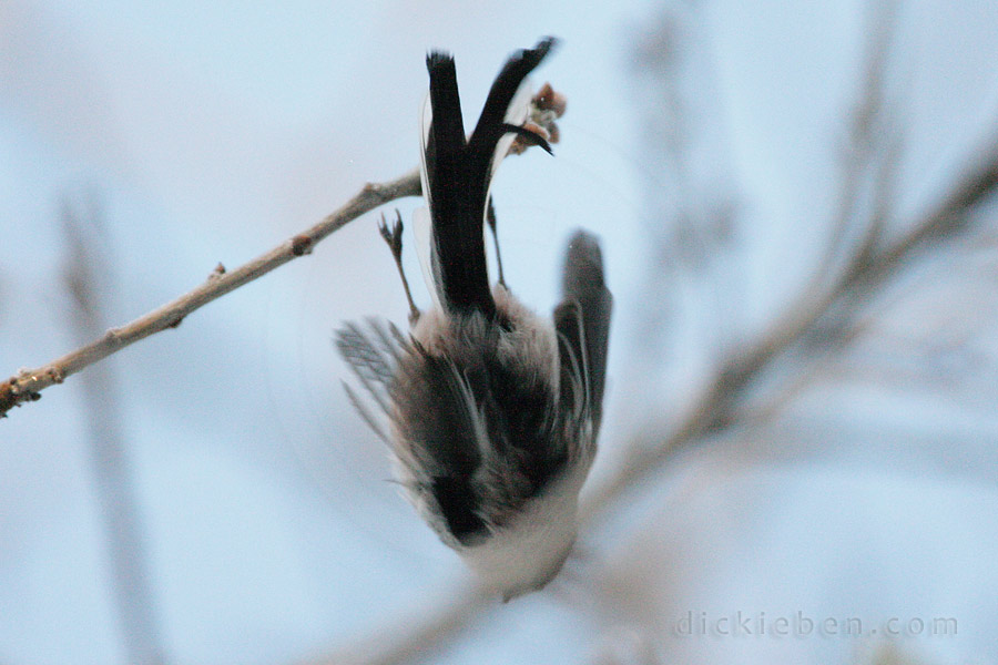 long-tailed tit, taken from below, just leaping off a branch