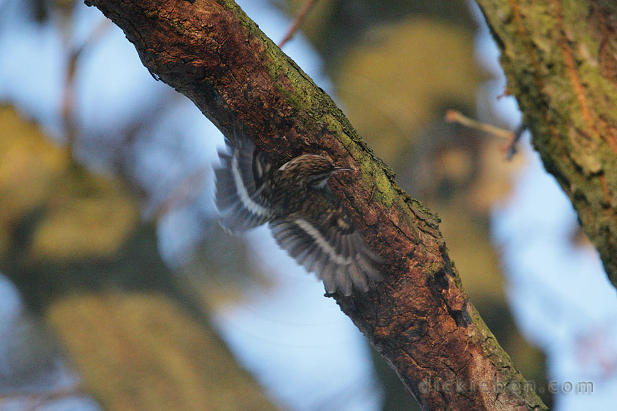 treecreeper lifting off