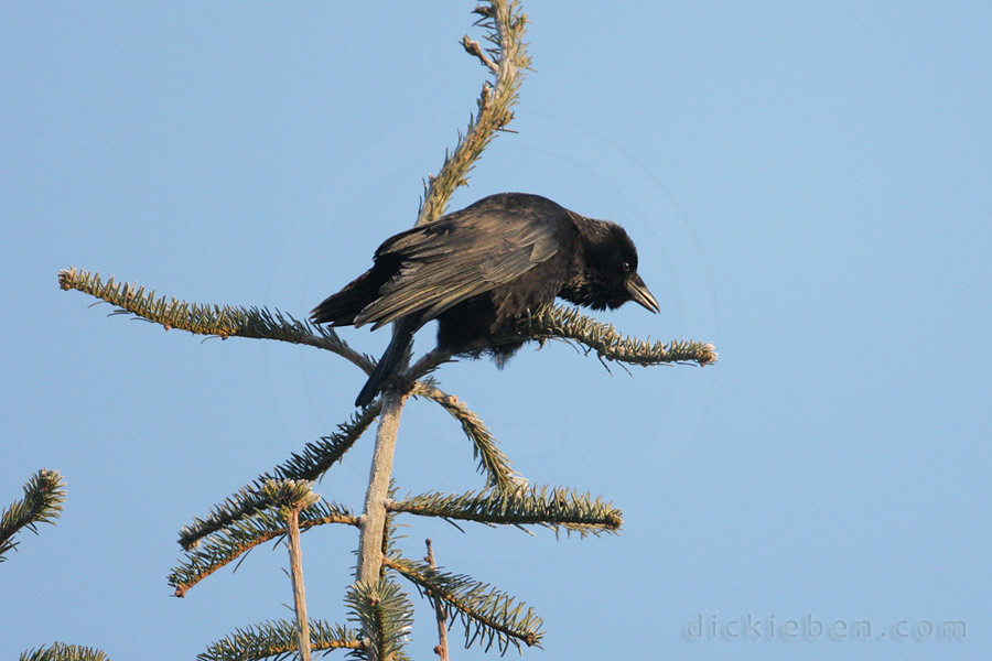 carrion crow calling at the top of a tree