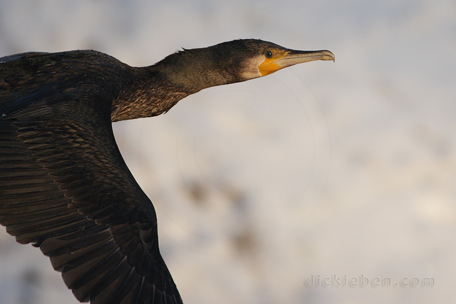 cormorant in flight, close up of head