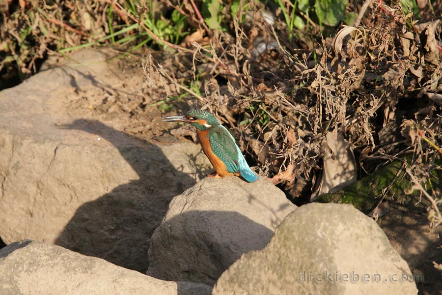 kingfisher on large rocks at edge of river, casting shadow onto rocks behind