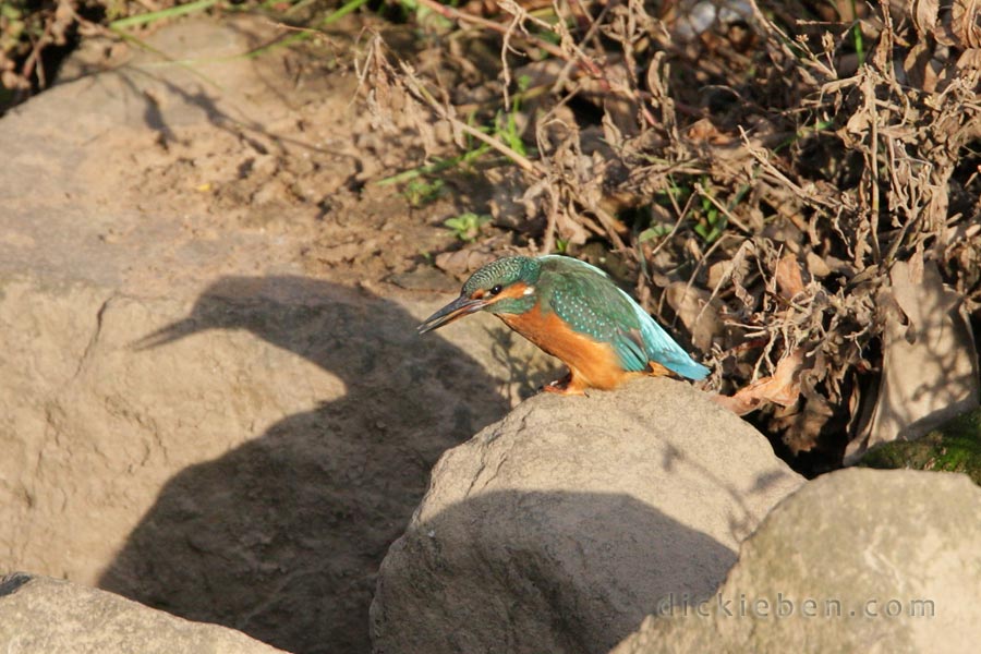 kingfisher with slightly open beak