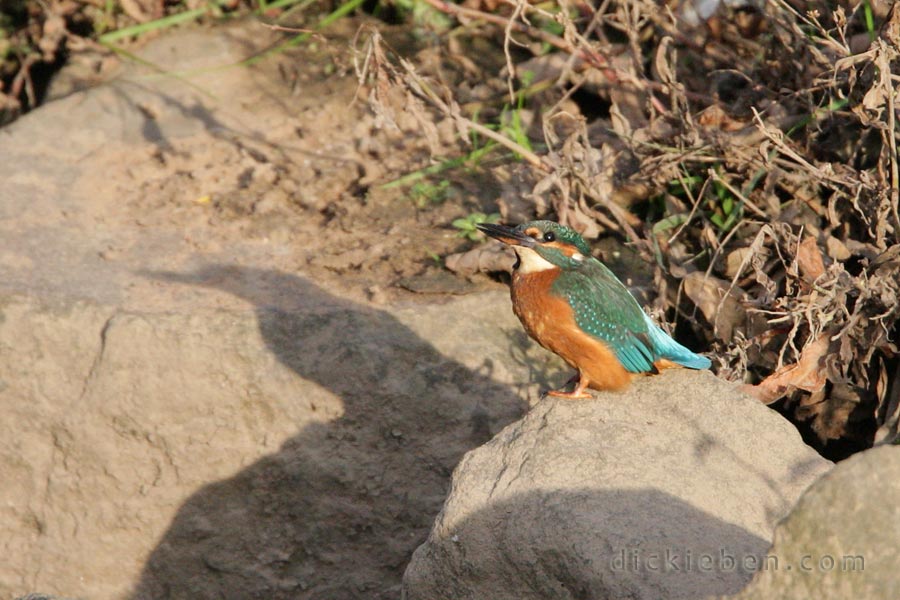 kingfisher looking up