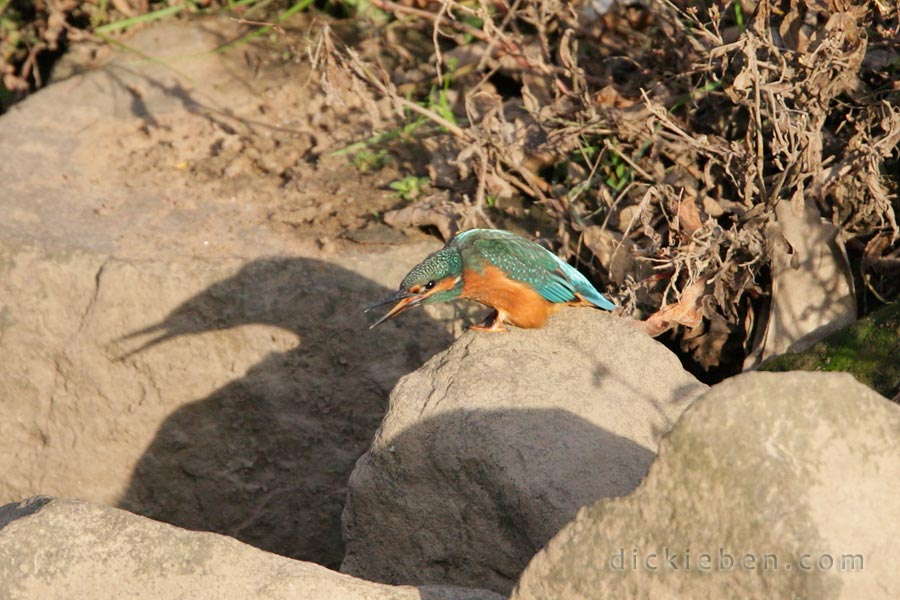 kingfisher lurching its whole body forward as it opens its beak