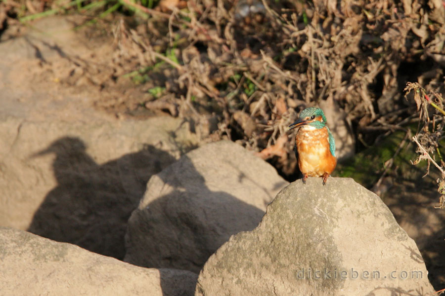 kingfisher on next stone