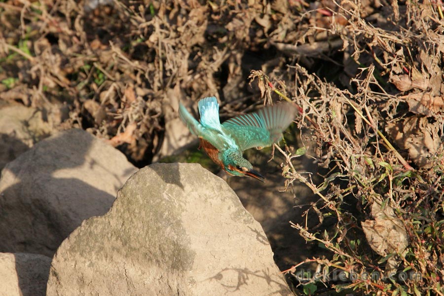 kingfisher just after having launched off stone with wings stretched out and in flight