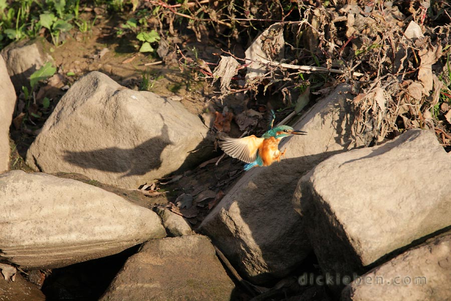 kingfisher braking with wings out, legs out in front, about to land on new stone