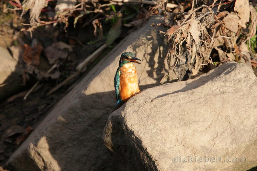 kingfisher front view, beak slightly open