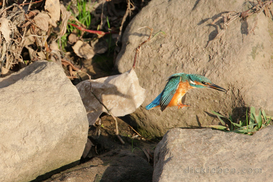 kingfisher just about to land after a hop