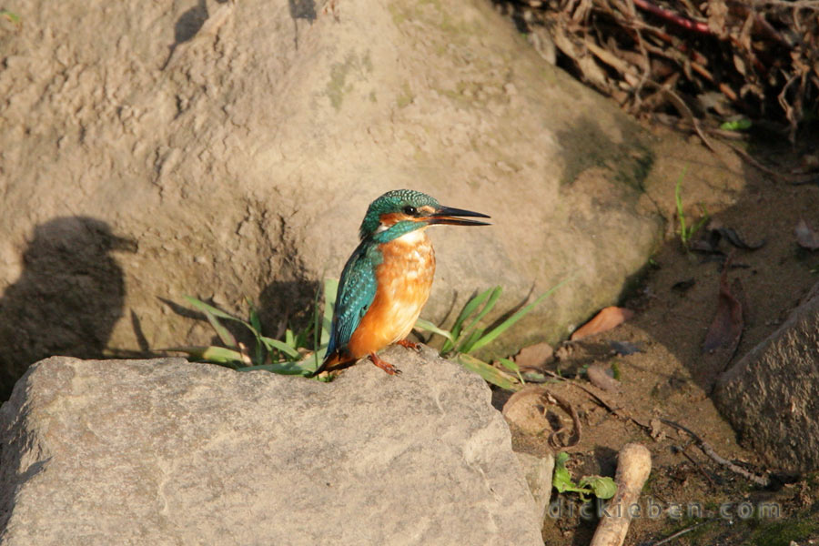 kingfisher showing orange-coloured breast nicely