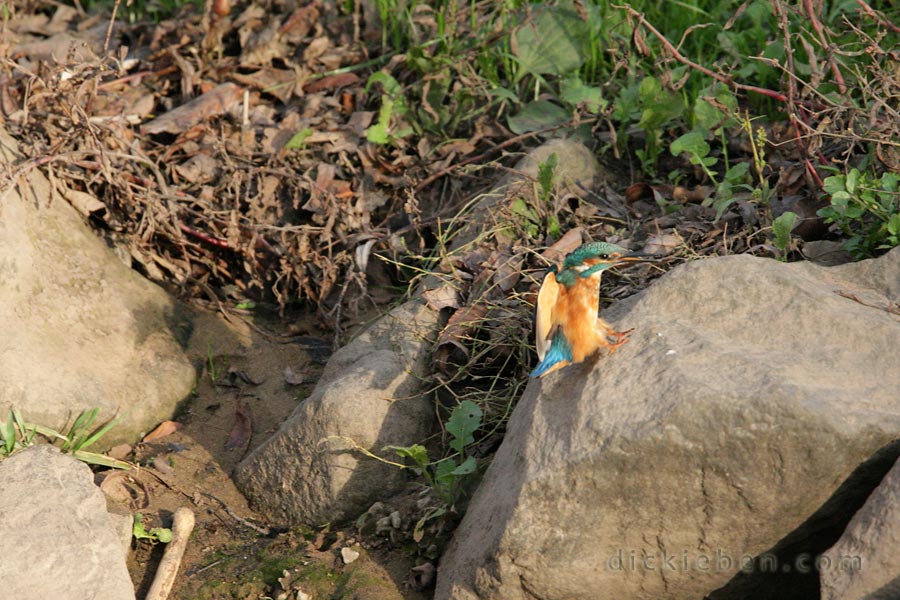 kingfisher just landing after another hope showing orange under-wing