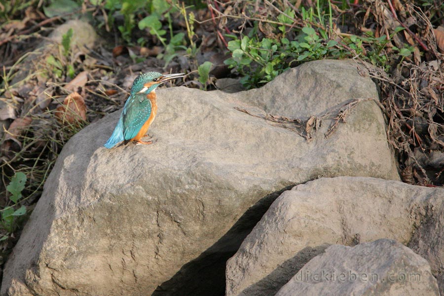 kingfisher stationary, slightly angled away