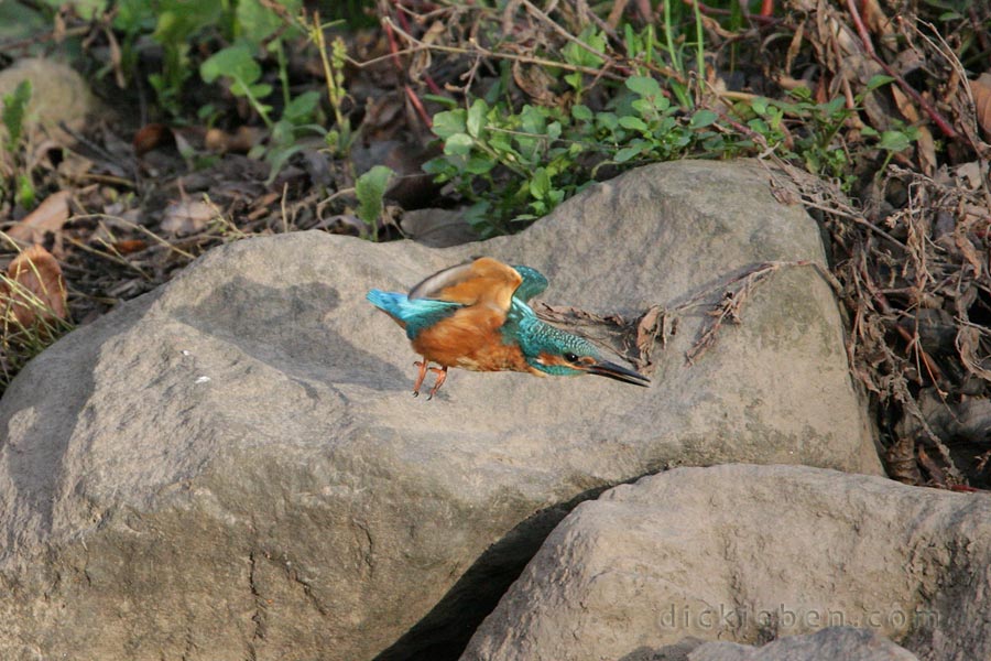 kingfisher just after launch from stone, wings on down stroke