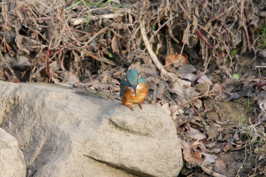 kingfisher, front view, looking down into river