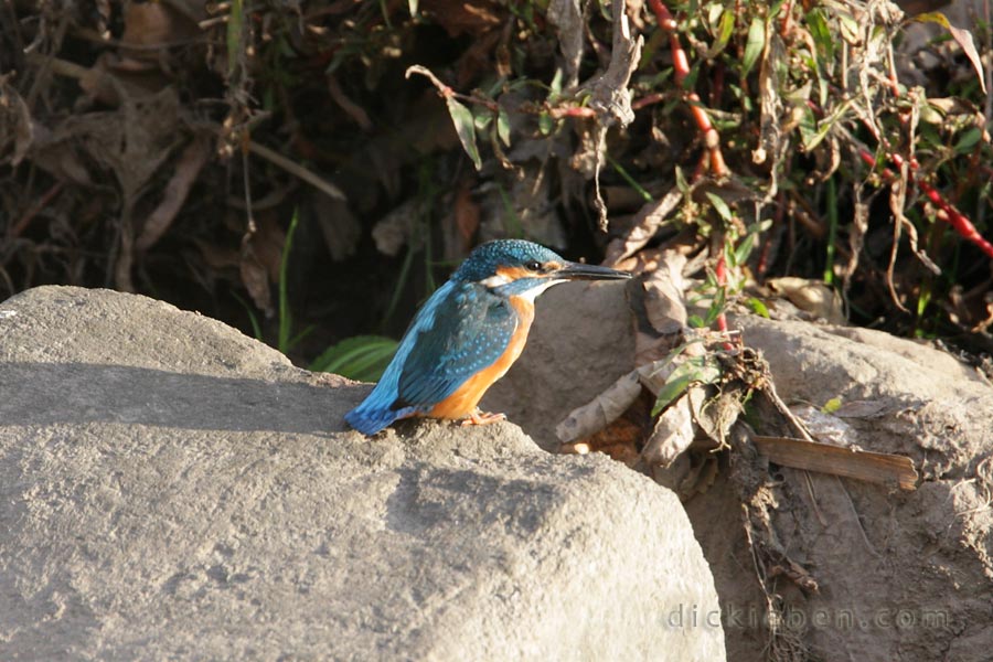 kingfisher side view