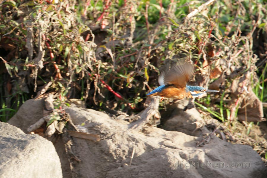 kingfisher in full flight