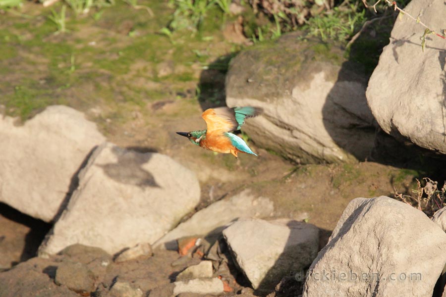 kingfisher in flight